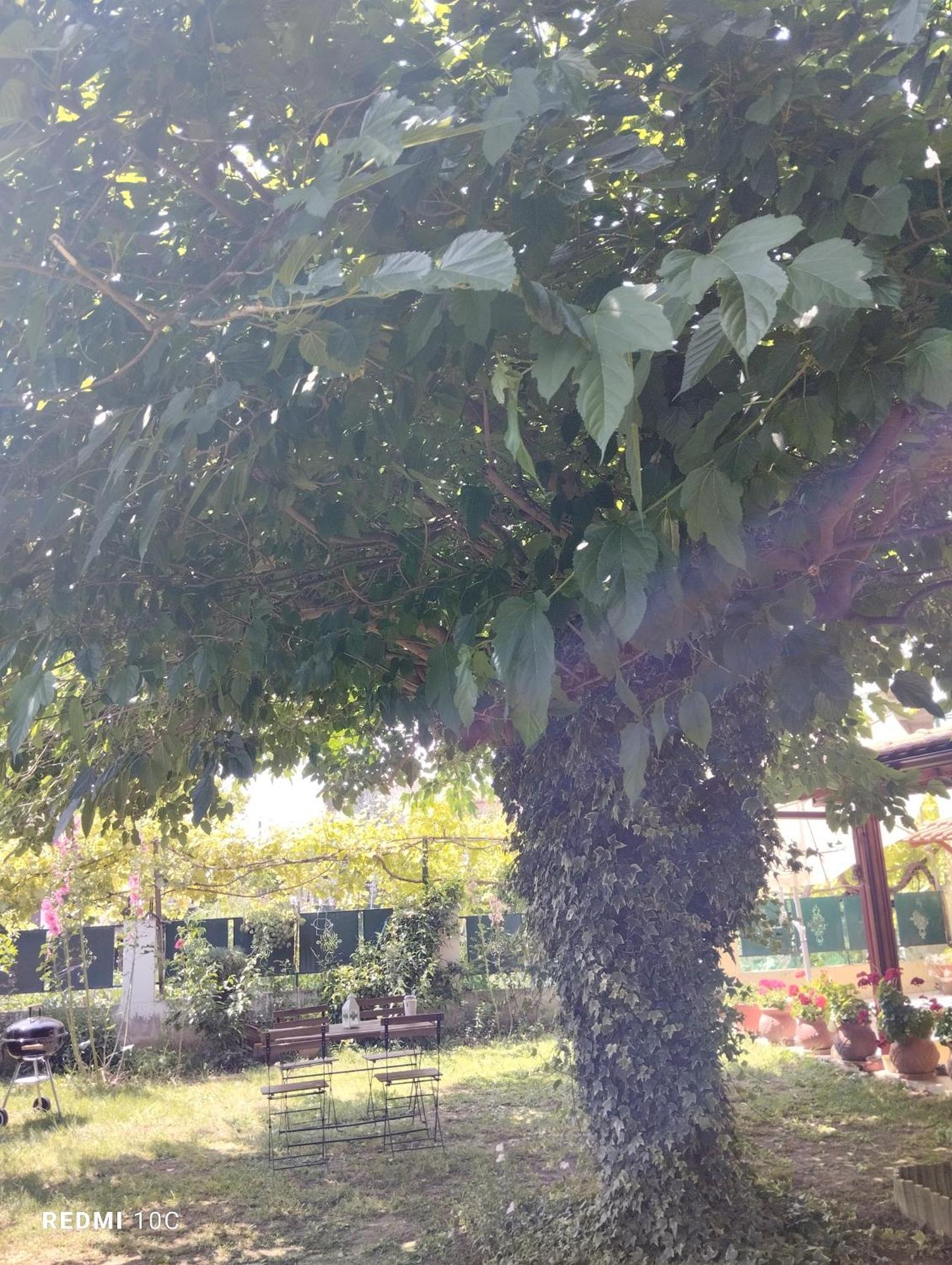 In Chalkidiki, Lakkoma (Nea Propontida)